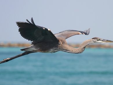 Destin Home 894748
